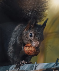 Eichhörnchen mit Walnuss im Maul