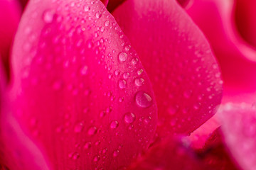 Pink hibiscus flower petals with water drops. Bright red hibiscus blossom with water drop, closeup macro. Red full bloom petals texture © Наталья Мироненко