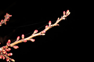 Close up cherry blossom on black background -Stock image. Blooming Japanese sakura buds and flowers on dark sky with copy space.