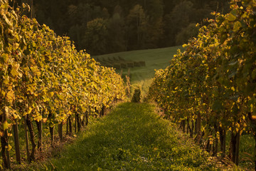 Naklejka premium Vineyards row in Slovenia