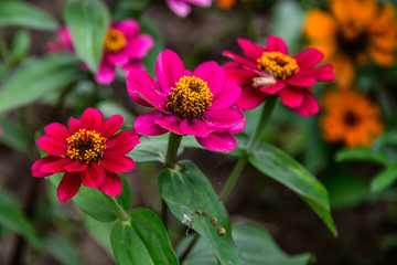Zinnia 