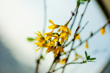flowering bush of forzizia. spring mood, the awakening of nature