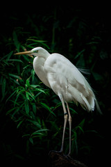 Egret in the forest isolated on  dark  background