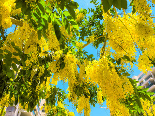 Blooming yellow acacia or elm. Mimosa, acacia and other plants on a branch