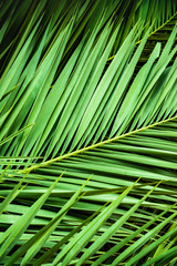 tropical palm leaves, jungle leaf floral background