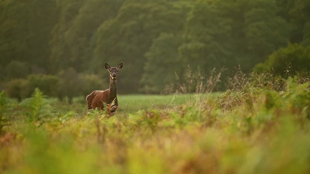 Red deer female in the natural environment, close up, Cervus elaphus, 