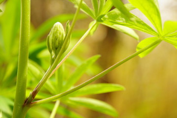 Lupinen Blätter 