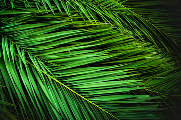 tropical palm leaves, jungle leaf floral background