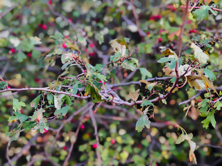 Hawthorn bush, red berries, foliage, autumn background