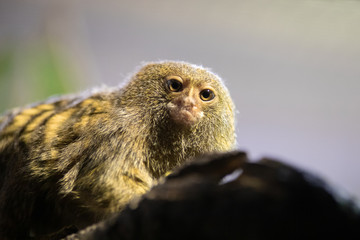 El tití pigmeo es el tití más pequeño