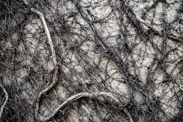 halloween old wall plant creeper old backgrounds