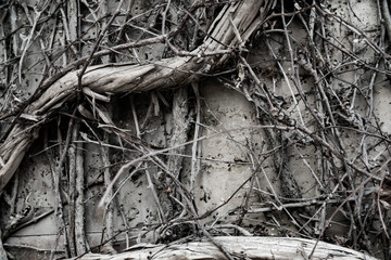 halloween old wall plant creeper old backgrounds
