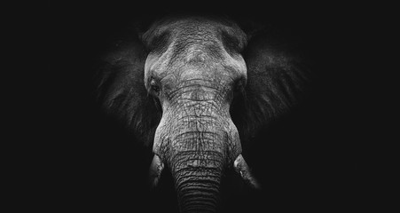 Olifant op zwart, beeldende kunst B&amp W