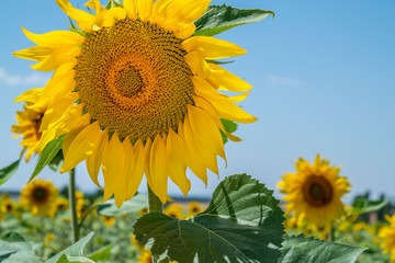 the yellow of almost ripe sunflowers