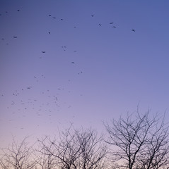 Birds fly on the background of treetops at sunset