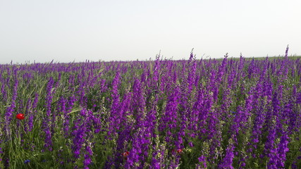 lavender field