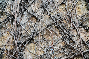 halloween old wall plant creeper old backgrounds