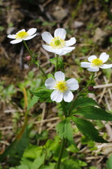 Eisenhutblättriger Hahnenfuss, Ranunculus aconitifolius