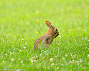 bunny