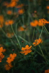 flowers on green background of grass