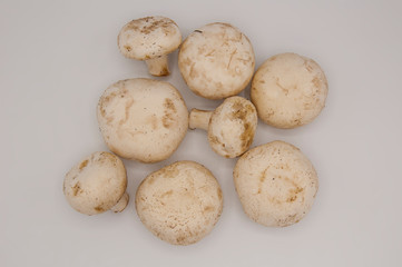 Fototapeta premium Fresh champignons isolated in white background
