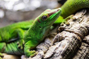 Madagascar Gecko 