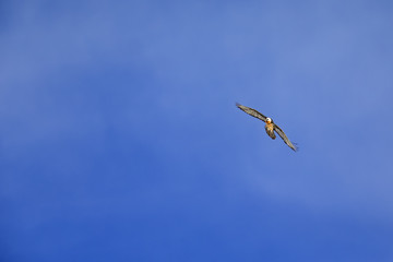 An adult Bearded vulture soaring at high altitude infront of a blue sky in the Swiss Alps.