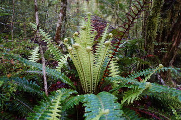 Farn in Neuseeland 