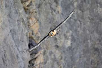 An adult Bearded vulture soaring in front of the Swiss Alps at high altitude.
