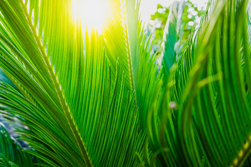 Vegetable background with palm leaves at sunset.