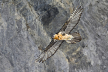 An adult Bearded vulture soaring in front of the Swiss Alps at high altitude.