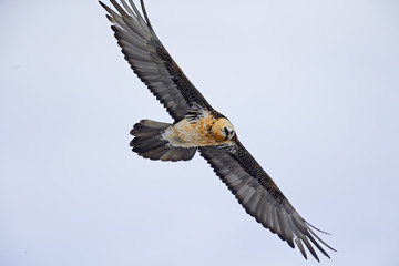 An adult Bearded vulture soaring at high altitude infront of a cloudy sky in the Swiss Alps.	