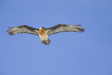 An adult Bearded vulture soaring at high altitude infront of a blue sky in the Swiss Alps.