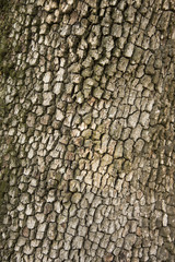 corteccia