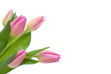 Pink Tulip bouquet with green leaves isolated on white background, copy space