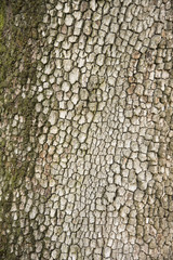 corteccia