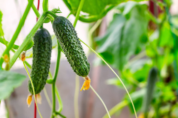 Two cucumbers growing in film greenhouses. The rapid growth in summer.