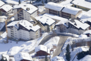 An adult Bearded vulture soaring above a village in the the Swiss Alps at high altitude.