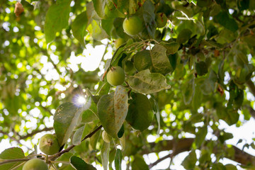 Background of small green apples on a tree in the sun