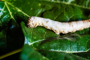 A Bombyx mori alone, silkworm, on green mulberry leaves, the only tree from which it can feed.