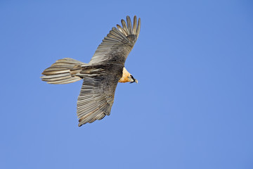 An adult Bearded vulture soaring at high altitude infront of a blue sky in the Swiss Alps.