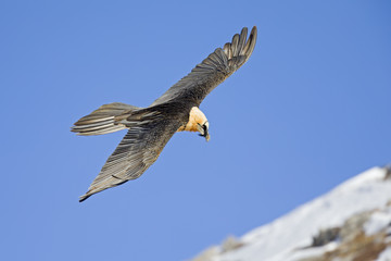 An adult Bearded vulture soaring at high altitude infront of a blue sky in the Swiss Alps.