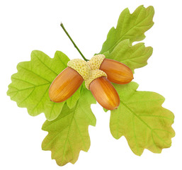 Acorn isolated. Group green oak leaf and acorn ripe fruit on stem isolated on white background as...