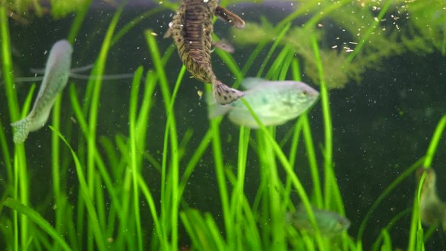 Trichogaster and Megalechis Thoracata eat Fish Food on Aquarium Plants Backlground. Fish feed for service feeding aquarium pets. Animal care or pet zoo concept