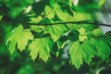 Fototapeta na wymiar Maple leaves background