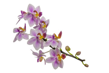 Orchid purple flower on stem isolated on white background