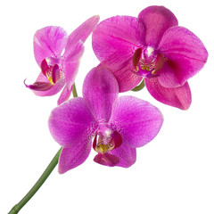 Fototapeta na wymiar Purple Orchid flower on stem isolated on white background, design for SPA or tropical natural concept