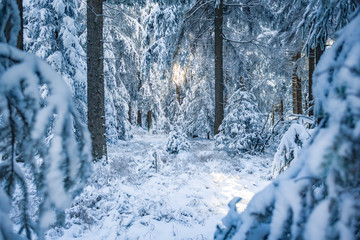 Fototapete bei efototapeten.de bestellen   