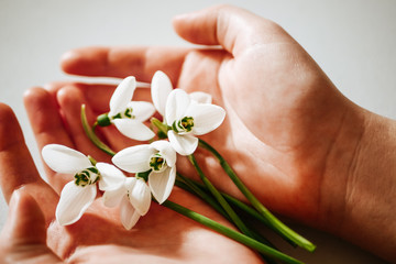 Snowdrops in the hands. Spring time. top view