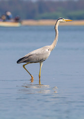 Grey Heron standing in a lake looking for prey